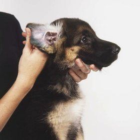 canine ear infections