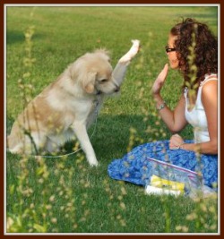 dog training commands training