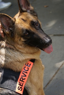 search and rescue dog training