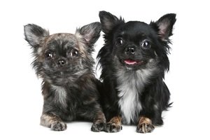 common dog health problems