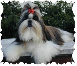 dog breed photos