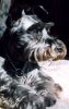 non shedding dog breed