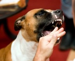 dangerous dog breeds dangerous dog breeds