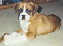 Lucy, Our Angel Boxer Dog Breed