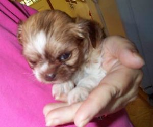 puppy rescue adoption