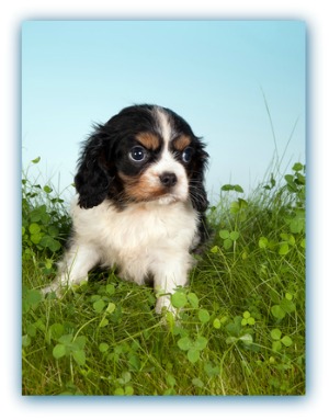 English springer spaniel breeder 	