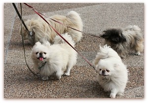 list of small dogs