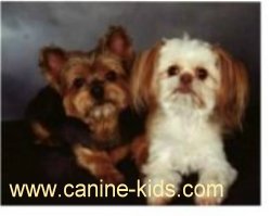 picture of small dog breed