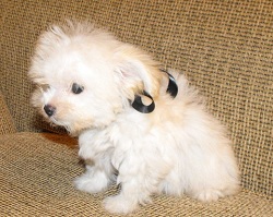 different kind of small dogs