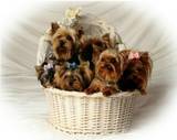 yorkie dog breed