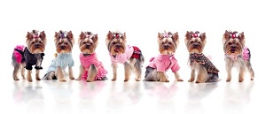 list of dog breeds